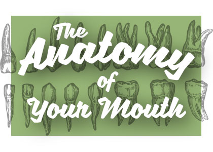 The Dental Loft explains the anatomy of your mouth